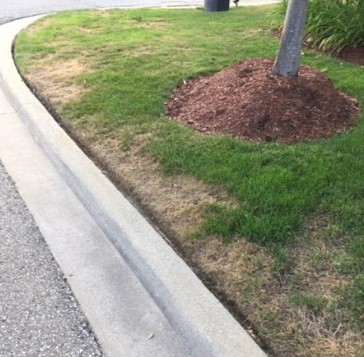 Summer Patch Disease